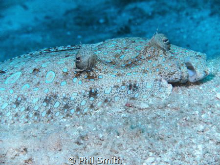 Rainbow Flounder by Phil Smith 