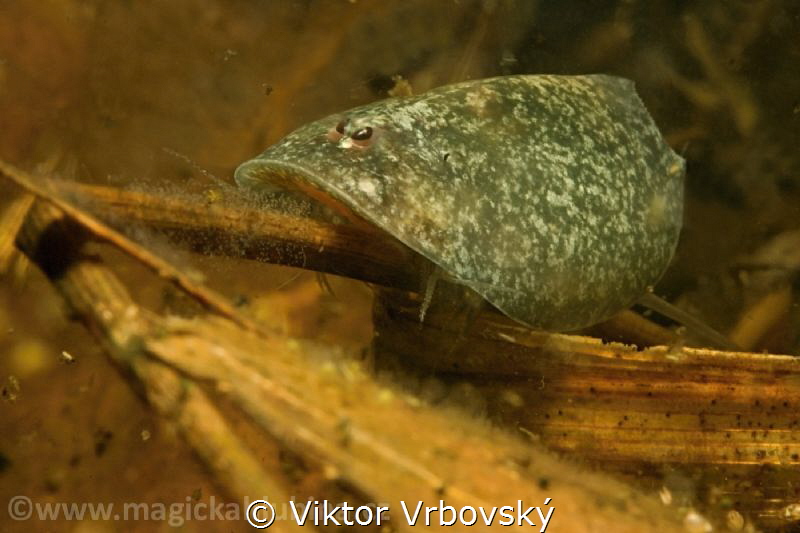 Something special... Lepidurus apus (Tadpole Shrimp) by Viktor Vrbovský 
