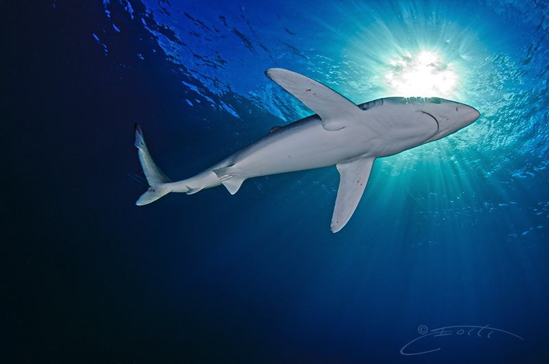 ~ Starry Eyed ~ by Geo Cloete 