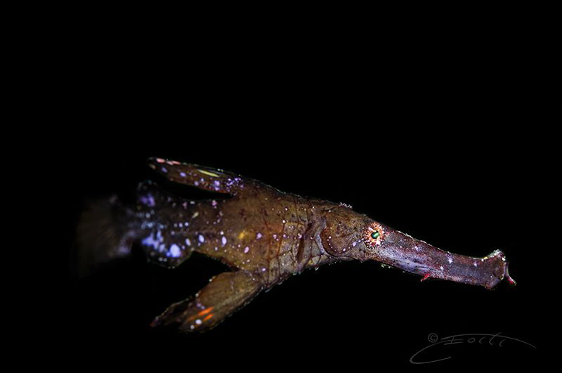 ~ Surge Master ~

The ability of this small Ghost Pipe ... by Geo Cloete 