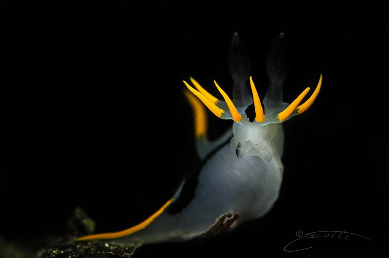~ Twin Crowned ~ by Geo Cloete 