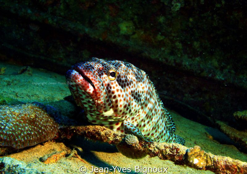 Grouper on the Stella Maru shipwreck,Mauritius,Republique... by Jean-Yves Bignoux 