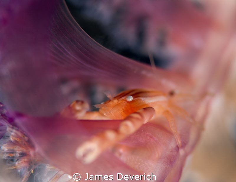 The porcelain pen
ISO100 F14 1/320 105mm
Nauticam 7100 ... by James Deverich 