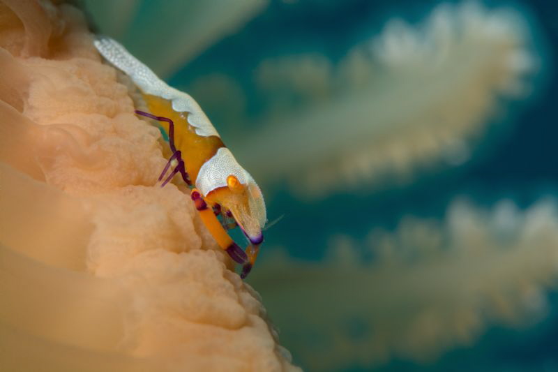 The Emperor's pen
ISO200 F22 1/125 105mm
Nauticam 7100 ... by James Deverich 
