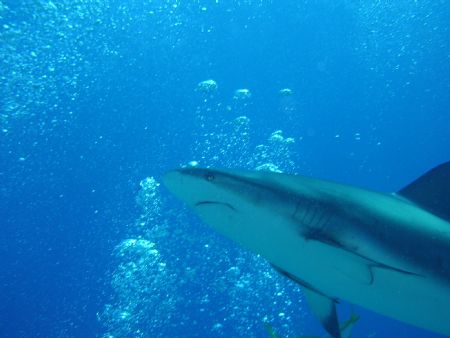 Gotta love the sharks! by Kirk Romsaas 
