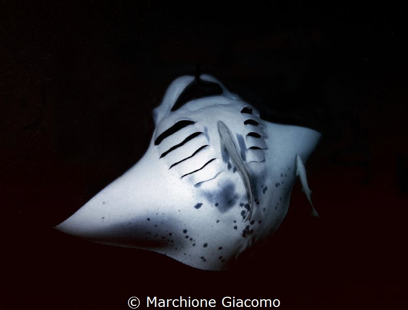 Loop. Manta Birostris
Nikon D800E, two strobo. 17-35mm N... by Marchione Giacomo 