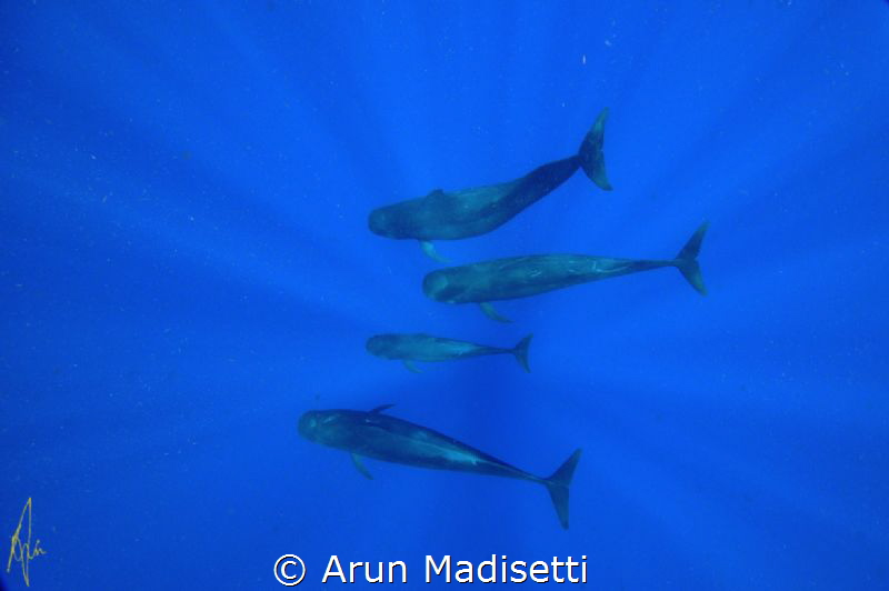 pilot whale family unit, part of a megapod. (taken under ... by Arun Madisetti 