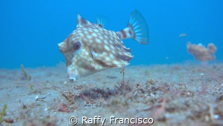 Holy Cowfish by Raffy Francisco 