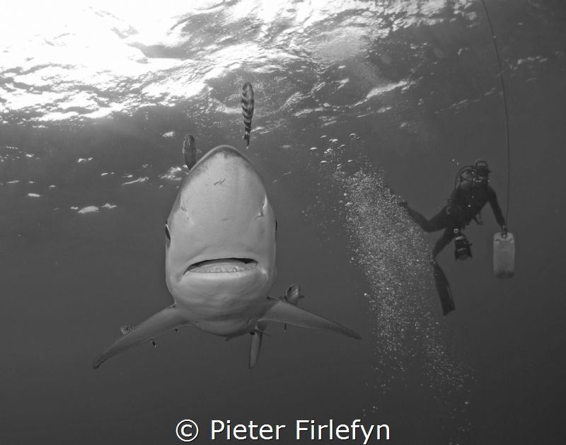 Blue shark by Pieter Firlefyn 
