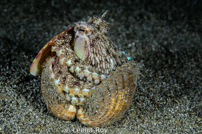 Hiding away by Leena Roy 