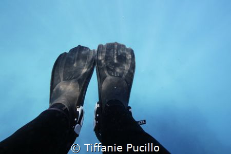A picture of my fins the first time I put them in the Gre... by Tiffanie Pucillo 