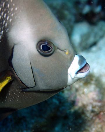 Linda Gray Angelfish, aka "Sue Ellen" on the hit TV show,... by Michael Canzoniero 