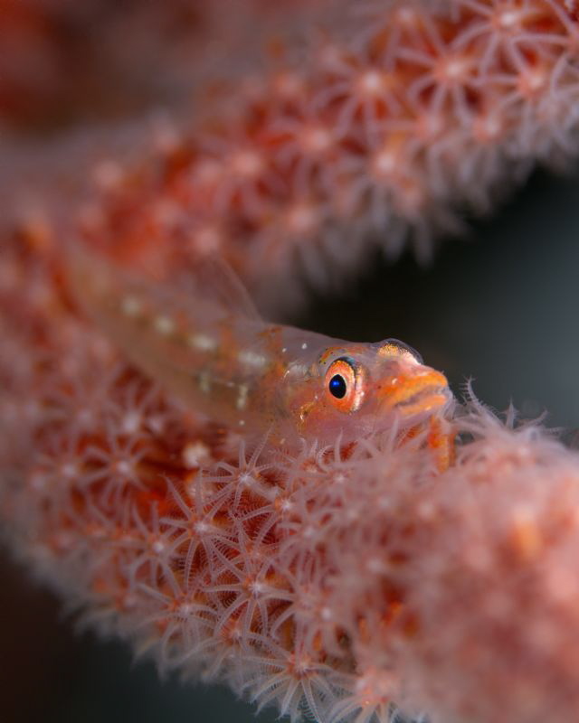 Fluffy fishy by James Deverich 