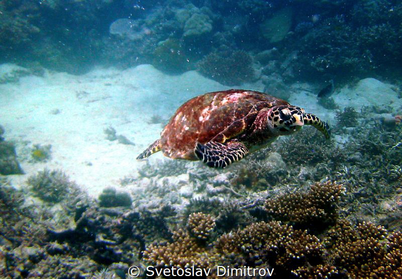 My new curious buddy by Svetoslav Dimitrov 