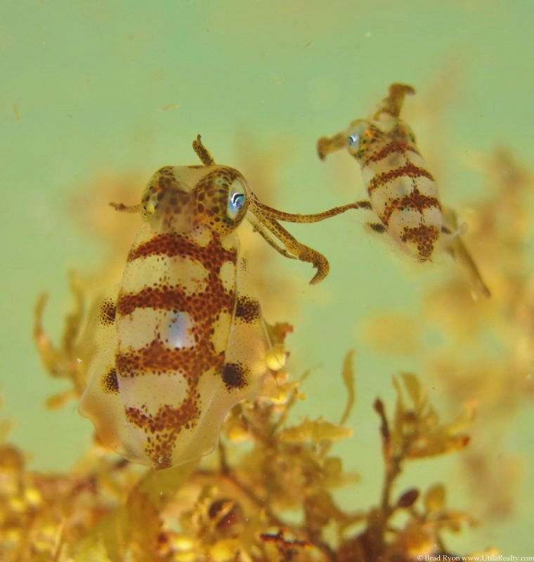 Juvenile squid by Brad Ryon 