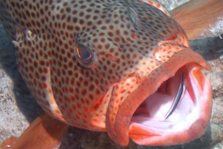 I found this grouper on the floor of the reef in Cozumel.... by Gary Schlei 
