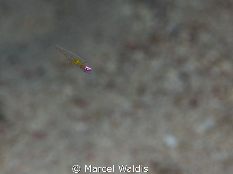 Hovering Goby, Bryaninops natans
Marsa Nakari , Red Sea
... by Marcel Waldis 