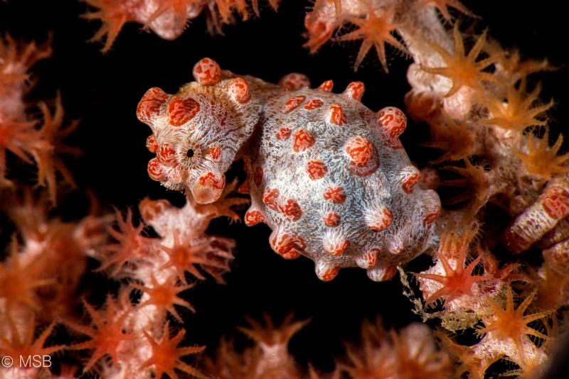 Hippocampus bargibanti. by Mehmet Salih Bilal 