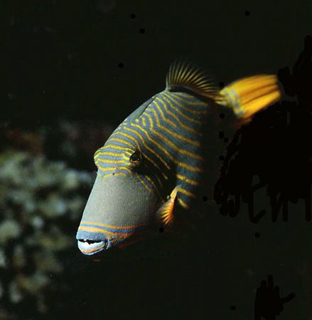 TRIGGER! Striped Trigger - New Ireland, PNG. Housed NIkon... by Rick Tegeler 