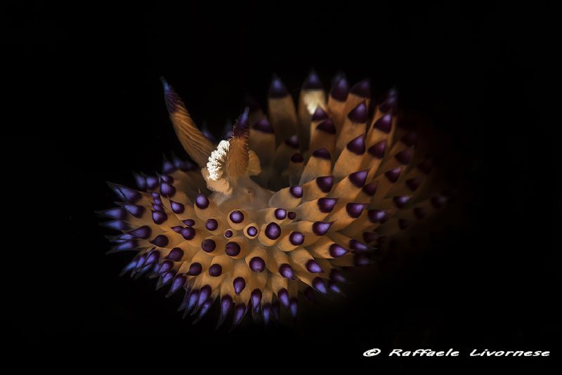 Janolus savinkini shooted with snooted strobe by Raffaele Livornese 