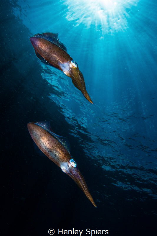 Squid City by Henley Spiers 
