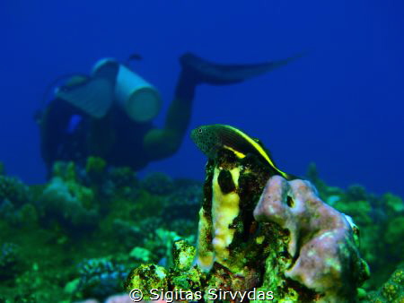 Reefs wather. by Sigitas Sirvydas 
