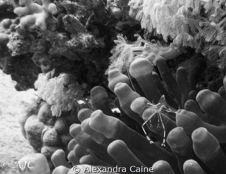 Anemone partner shrimp. Taken during a fun dive at Moray ... by Alexandra Caine 