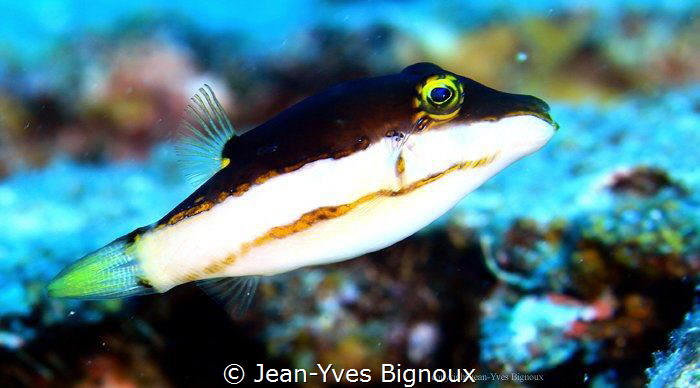 Canthi Gaster/Blacksaddle Toby,Mauritius,22 m by Jean-Yves Bignoux 