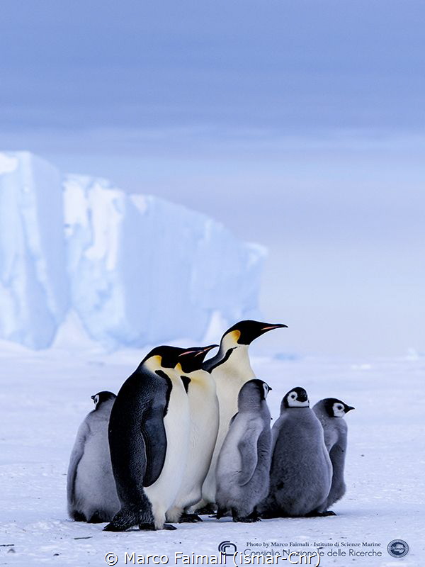 
The "Emperor family" on sea-ice (Terranova bay, Ross Se... by Marco Faimali (ismar-Cnr) 