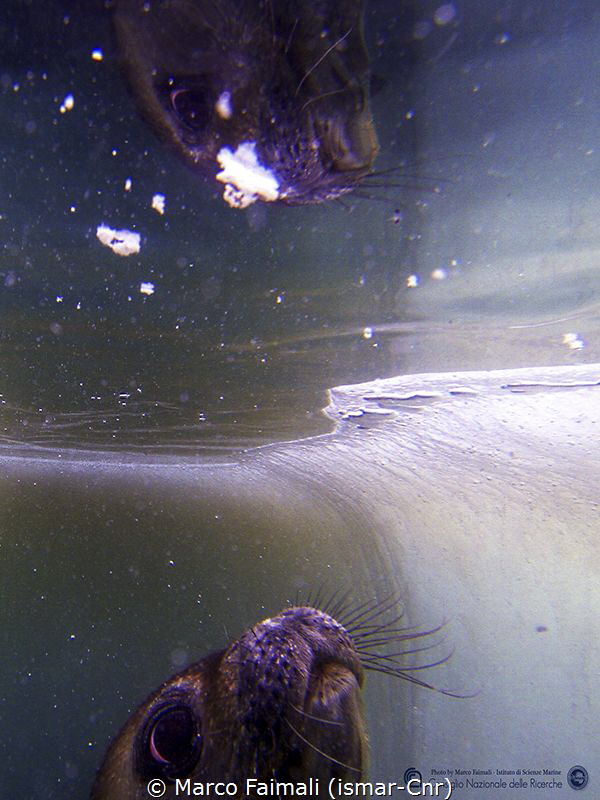 Reflected in a hole in the ice (Thetis Bay, Ross Sea, Anc... by Marco Faimali (ismar-Cnr) 