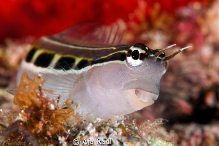 Lined Blenny (Ecsenius lineatus) by Aja Radl 