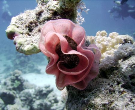 Sharm el Sheikh by Nicky Bowker 
