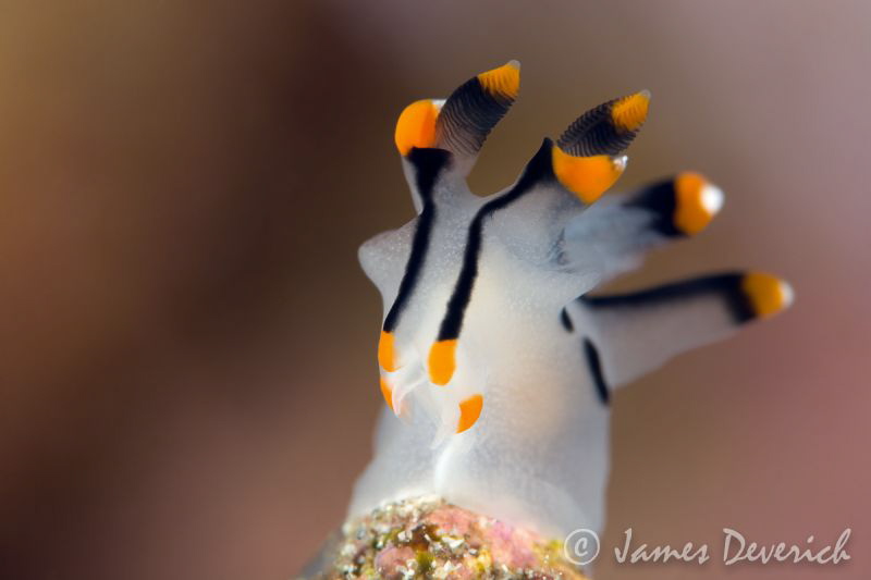 Chin up and say cheese / Thecacera picta by James Deverich 