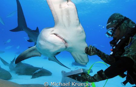 Bimini, Hammerhead Dive, Neil Watson #Hammerhead #Bimini ... by Michael Krueger 