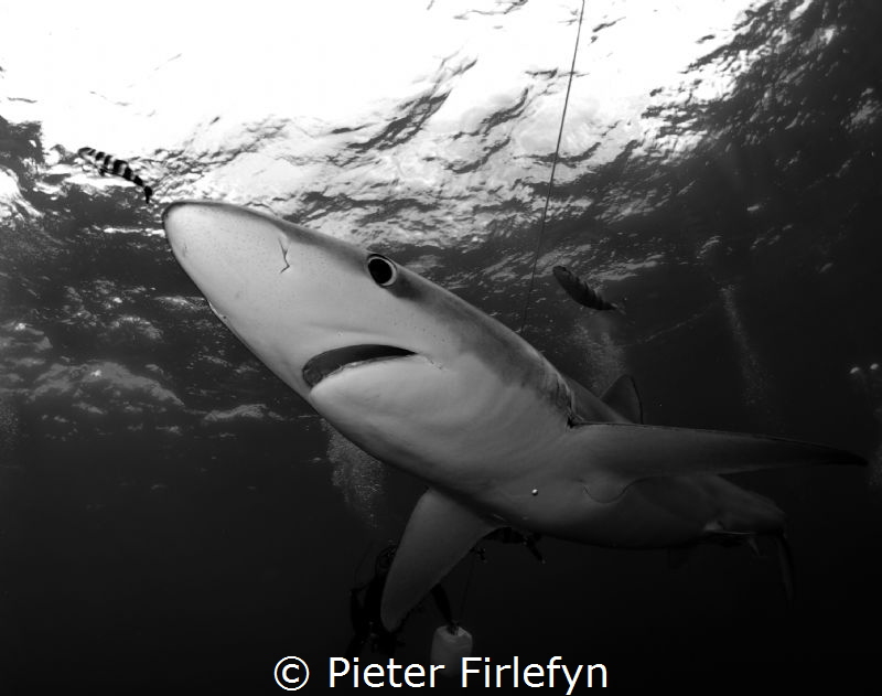 Blue shark by Pieter Firlefyn 