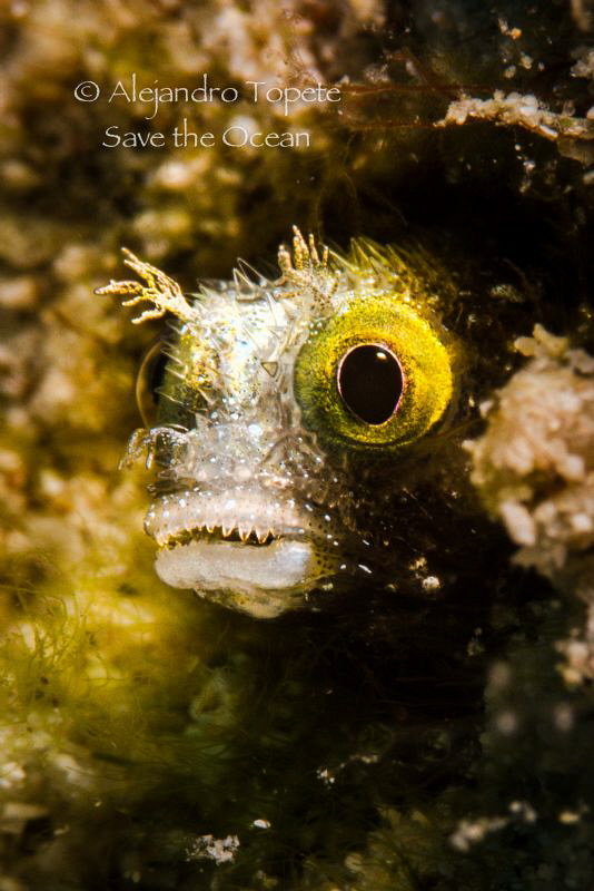 Blenny face, Klein Bonaire by Alejandro Topete 