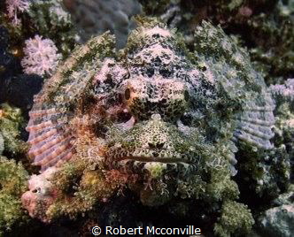 Taken on G12 with single strobe, just spotted this little... by Robert Mcconville 