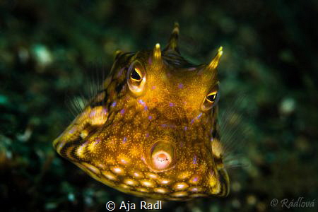 Juvenile Cowfish by Aja Radl 