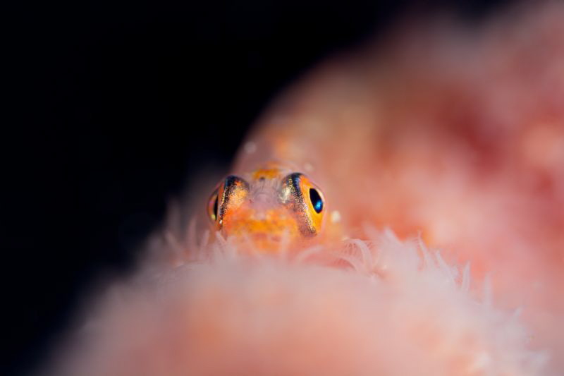 Feather pillow
f18 1/320 ISO100 105mm
Nikon 7100 Nautic... by James Deverich 