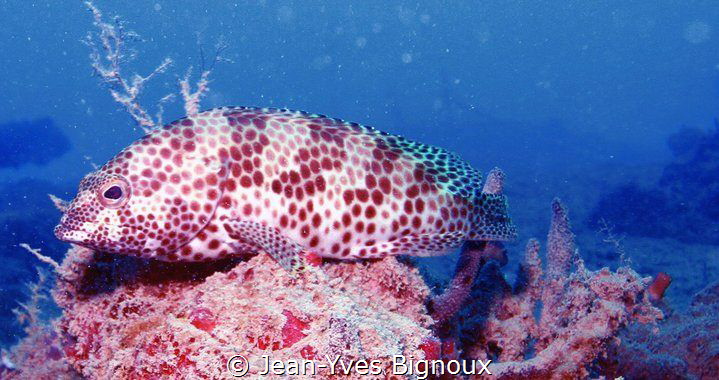Grouper Fish.Mahebourg south coast Mauritius-Republic of ... by Jean-Yves Bignoux 
