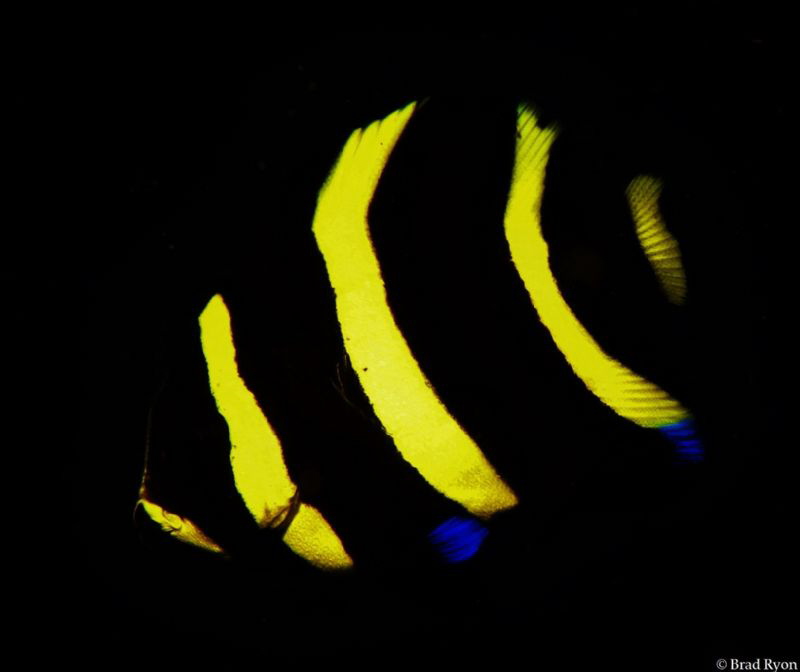 Juvenile French angelfish (Pomacanthus paru) by Brad Ryon 