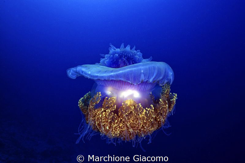 UFO. Jelly fish .
Maldive Bandhos Island
Nikon D800E, 6... by Marchione Giacomo 