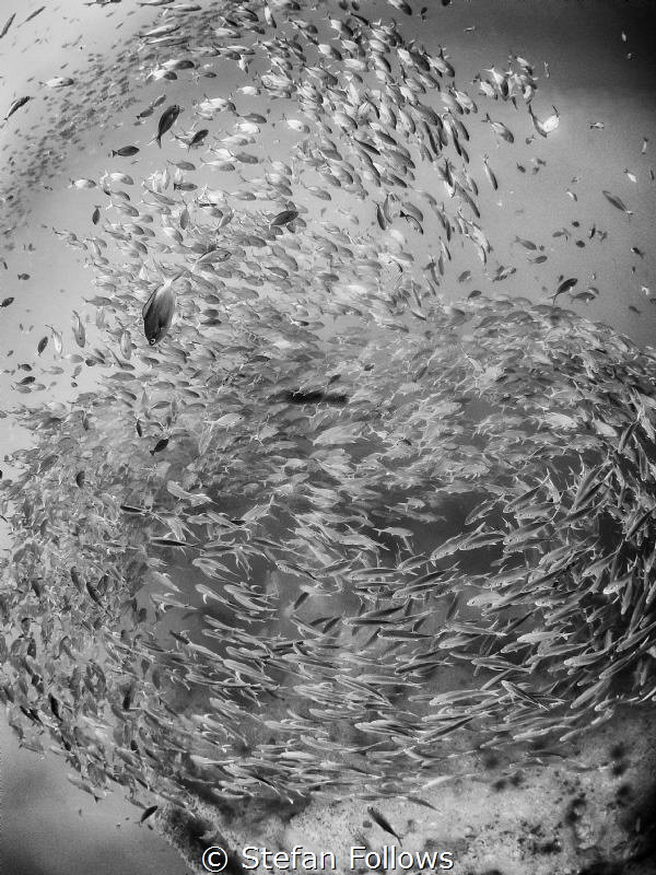Organized Chaos ... Big Eye Travely - Caranx sexfasciatus... by Stefan Follows 