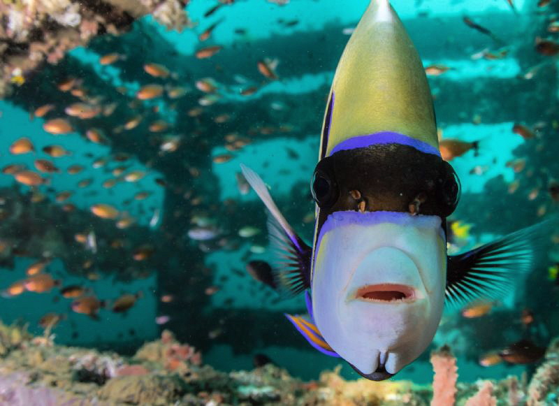 Emperor Angelfish mesmerized by my dome port by Tony Cherbas 