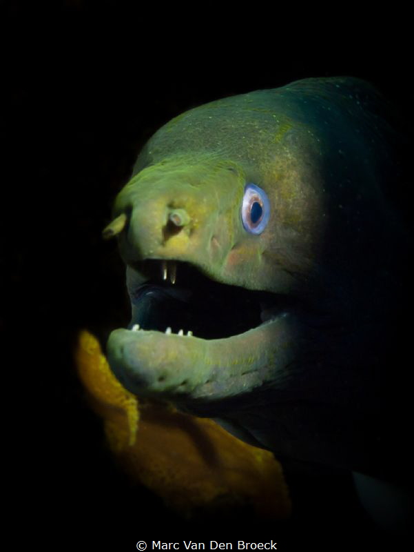 
shadow moray by Marc Van Den Broeck 