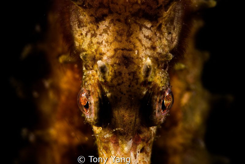 Face by Tony Yang 