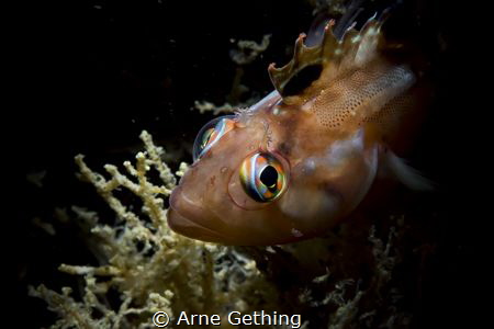 Rainbow Eyes by Arne Gething 