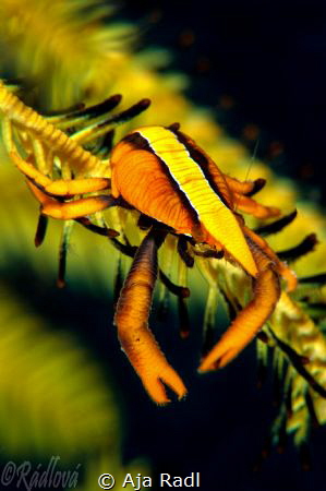 Baba's Crinoid Squat Lobster by Aja Radl 