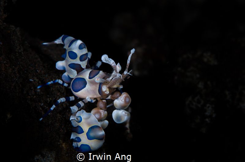 B L U E - I N K
Harlequin shrimp (Hymenocera picta)
Tul... by Irwin Ang 