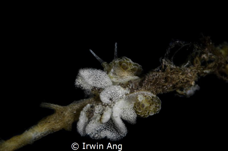 E G G S ! ! 
Nudibranch laying eggs (Doto ussi/Dotidae)
... by Irwin Ang 